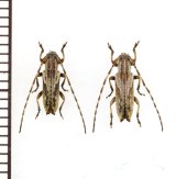 ドイカミキリ　ペア　兵庫県