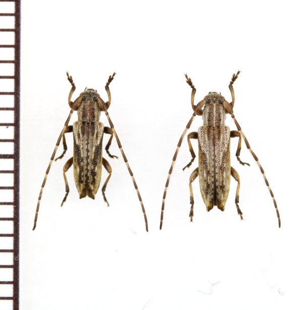 画像1: ドイカミキリ　ペア　兵庫県