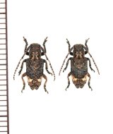 アトモンサビカミキリ　ペア　対馬