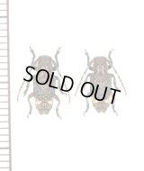 アトモンサビカミキリ　ペア　対馬