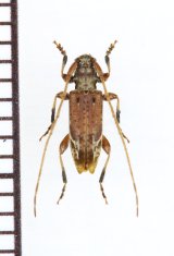 クモノスモンサビカミキリ　♂　兵庫県