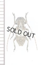 ナカジロサビカミキリ　対馬亜種　♂　対馬