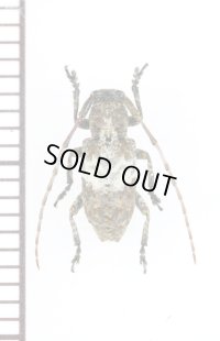 ナカジロサビカミキリ　対馬亜種　♂　対馬