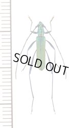 ミドリカミキリ　♂　屋久島