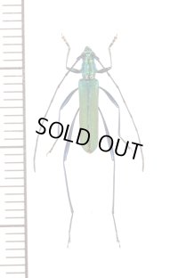 ミドリカミキリ　♂　屋久島