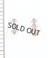 ツシマアメイロカミキリ　名義タイプ亜種　ペア　対馬