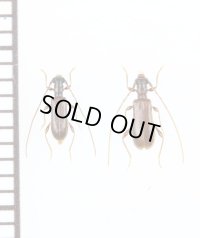 ツシマアメイロカミキリ　名義タイプ亜種　ペア　対馬