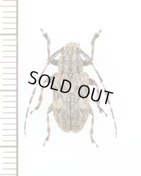 チャゴマフカミキリ　♀　福岡県