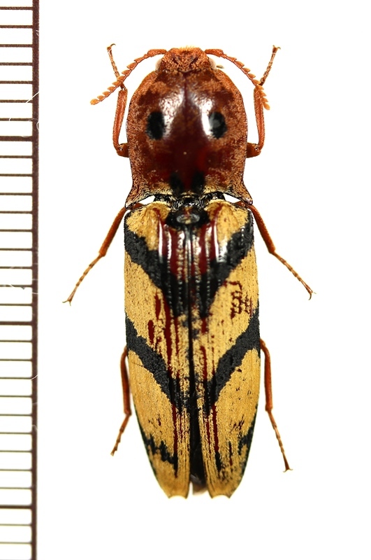 眼状紋を持つコメツキムシの一種　Elateridae species　カメルーン