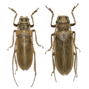 カミキリムシ Japanese Cerambycidae - Insect Islands 〜南の島の昆虫