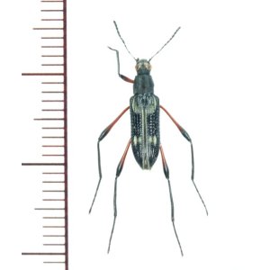 画像: ゴミムシダマシの一種　Tenebrionidae species　フィリピン（ミンダナオ島）