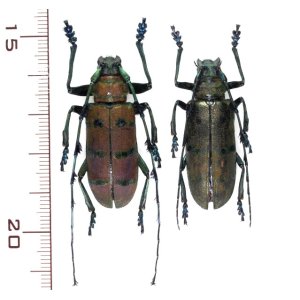 画像: カミキリムシの一種  ペア　Diastoccera wallichii tonkinensis   ベトナム(ベトナム北東部)