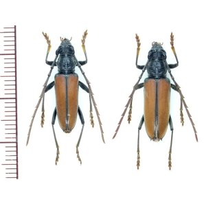 画像: カミキリムシの一種　Plocaederus rusticus　ペア   フランス領ギアナ