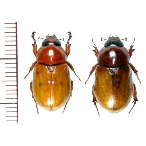 画像: コガネカブトの一種　Cyclocephala simulatrix　ペア   フランス領ギアナ