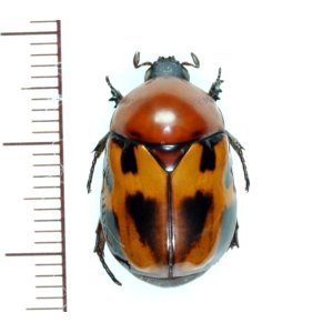 画像: ヨツバコガネの一種　Parastasia sp. ♂19.5mm　フィリピン（ルソン島）