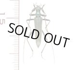 画像: ホソカミキリ　♀　  北海道