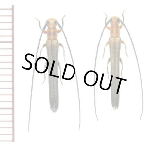 画像: ホソツツリンゴカミキリ　ペア　徳島県