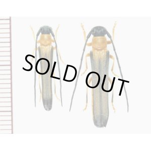 画像: ソボリンゴカミキリ　ペア　徳島県