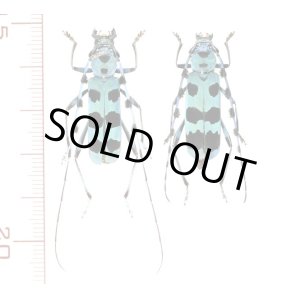画像: ルリボシカミキリ　大型ペア　岩手県