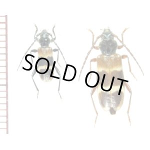 画像: ビャクシンカミキリ　ペア　北海道