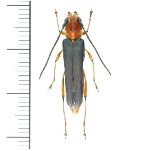 画像: カミキリムシの一種　Thranius formosanus atripennis　♀　 ベトナム(ベトナム中部)