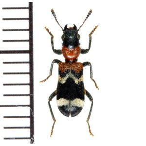 画像: アリバチ擬態のカッコウムシの一種 　Thanasimus formicarius　ロシア