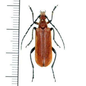 画像: カミキリムシの一種 　Cerambycid species　♀　 ベトナム(ベトナム中部)