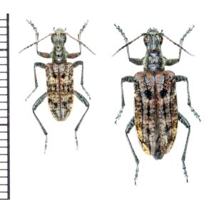 画像: カミキリムシの一種　Rhagium inquisitor  ペア　ロシア