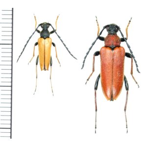 画像: カミキリムシの一種　Stictoleptura rubra rubra  ペア　ロシア