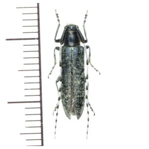 画像: カミキリムシの一種　Agapanthia villosoviridescens　♀   ロシア