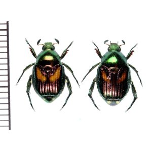 画像: ミヤコマメコガネ　ペア　伊良部島