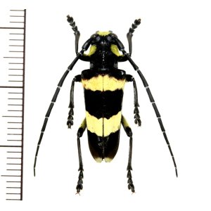 画像: カミキリムシの一種 　Thermistis croceocincta　♂　 ベトナム北東部