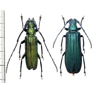 画像: カミキリムシの一種　Vietetropis viridis　ペア　 ベトナム北東部