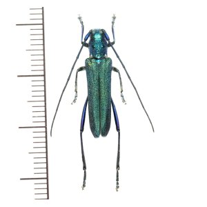 画像: カミキリムシの一種　Glenea subviridescens　♀　 ベトナム(ベトナム中部）