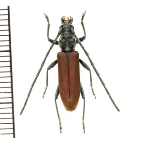 画像: カミキリムシの一種 　Cerambycid species　♀　 ベトナム(ベトナム中部)