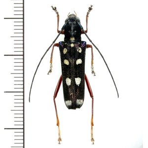 画像: カミキリムシの一種　Glenea rufipes　♀　 ベトナム(ベトナム北東部)