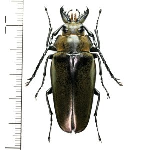 画像: クワガタモドキの一種 　Trictenotomidae species　♀　 ベトナム中部