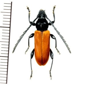 画像: カミキリムシの一種　Lachnopterus auripennis　 ♀　 フィリピン(パナイ島)