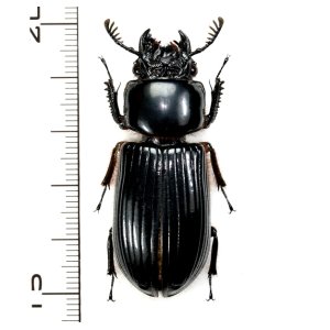 画像: クロツヤムシの一種　Passalidae species 49mm　 フィリピン(パナイ島)