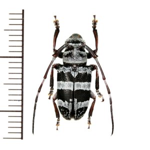 画像: カミキリムシの一種　Chloeromorpha sp.   ♀　フィリピン(パナイ島)