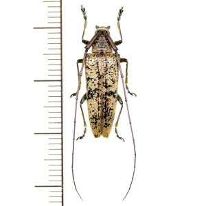 画像: カミキリムシの一種　Cerambycid species  ♀　ベトナム(ベトナム南部)