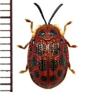 画像: ハムシの一種　Chrysomelid species　 ベトナム(ベトナム南部)