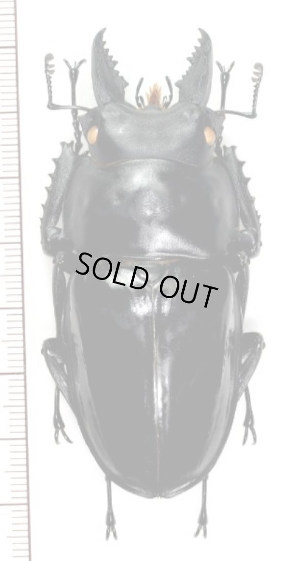 ペラルマトゥスマルバネクワガタ ♂69.4mm ベトナム(ベトナム