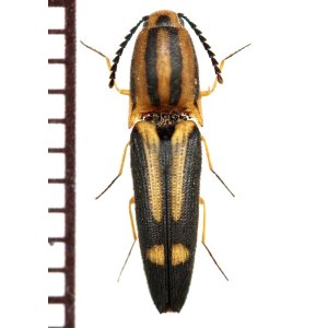 画像: コメツキムシの一種　Elateridae species　フィリピン（ルソン島）