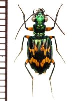 画像: ゴミムシの一種　♂　Carabidae species フィリピン(ルソン島)
