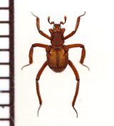 画像: 好蟻性エンマムシの一種　Euxenister breyeri　ペルー