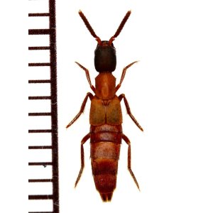 画像: 好蟻性ハネカクシの一種　Myrmecophilous staphylinidae  sp.  ペルー