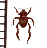 画像: 好蟻性エンマムシの一種　Pulvinister  sp.  ペルー
