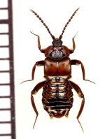 画像: 好蟻性ハネカクシの一種　Lomechusoides strumosus　ロシア