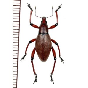 画像: ゾウムシの一種　Macrocyrtus contractus　♂　 フィリピン(ルソン島)